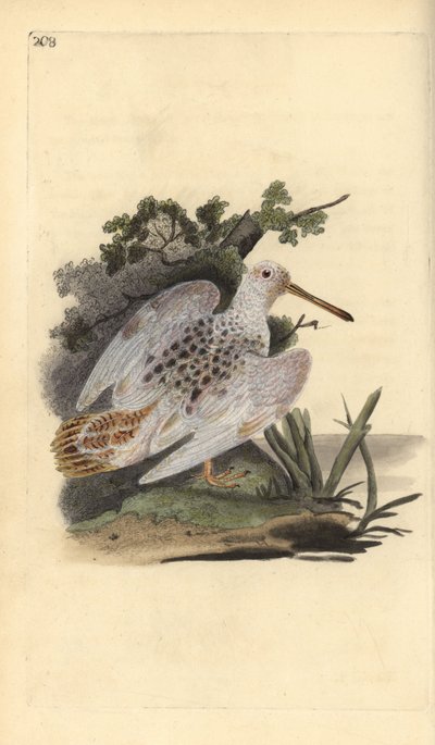 Euraasian jalkakurkku, Scolopax rusticola. Käsinvärinen kuparilevy, jonka on piirtänyt ja kaivertanut Edward Donovan omasta "British Birds -luonnonhistoriastaan", Lontoossa tekijältä Edward Donovan
