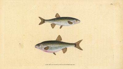Euraasian minnow, Phoxinus phoxinus (Minow, Cyprinus phoxinus). Käsinvärinen kuparilevy, jonka on piirtänyt ja kaivertanut Edward Donovan teoksestaan Natural History of British Fishes, Donovan and F.C. ja J. Rivington, Lontoo tekijältä Edward Donovan