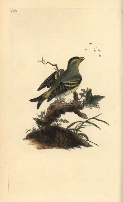 Euraasian siskin, Carduelis spinus. Käsinvärinen kuparilevy, jonka on piirtänyt ja kaivertanut Edward Donovan omasta "British Birds -luonnonhistoriastaan", Lontoossa tekijältä Edward Donovan
