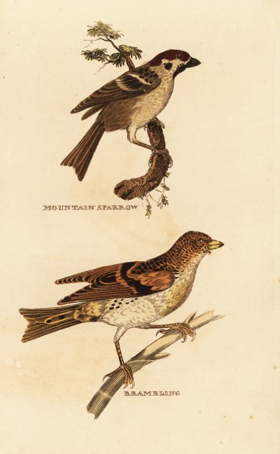 Euraasian varpunen, Passer montanus, ja sipuli, Fringilla montifringilla tekijältä Edward Donovan