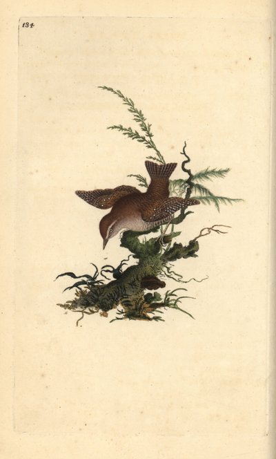 Euraasian wren, troglodytes troglodytes. Käsinvärinen kuparilevy, jonka on piirtänyt ja kaivertanut Edward Donovan omasta "Britannian lintujen luonnonhistoriasta" (1794-1819). Edward Donovan (1768-1837) oli englantilais-irlantilainen amatöörieläintieteilij tekijältä Edward Donovan