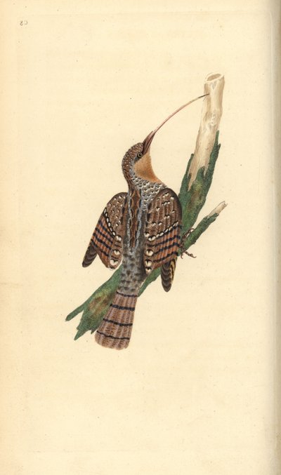 Euraasian kaula, Jynx torquilla. Käsinvärinen kuparilevy, jonka on piirtänyt ja kaivertanut Edward Donovan omasta "British Birds -luonnonhistoriastaan", Lontoossa tekijältä Edward Donovan