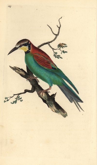 Eurooppalainen mehiläissyöjä, Merops apiaster. Käsinvärinen kuparilevy, jonka on piirtänyt ja kaivertanut Edward Donovan omasta "Britannian lintujen luonnonhistoriasta" (1794-1819). Edward Donovan (1768-1837) oli englantilais-irlantilainen amatöörieläintie tekijältä Edward Donovan