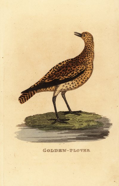 Euroopan kultapiha, Pluvialis apricaria tekijältä Edward Donovan
