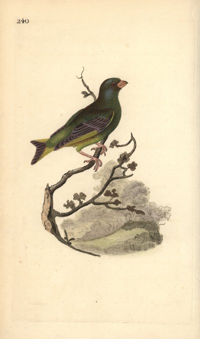 Viherpeippo, Carduelis chloris. Käsinvärinen kuparilevy, jonka on piirtänyt ja kaivertanut Edward Donovan omasta "British Birds -luonnonhistoriastaan", Lontoossa tekijältä Edward Donovan