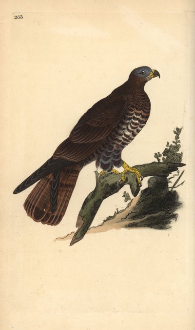 Mesipeippo, Pernis apivorus. Edward Donovanin käsin piirtämä ja kaiverrettu kuparilevy omasta "Natural History of British Birds" -teoksestaan, Lontoo. tekijältä Edward Donovan