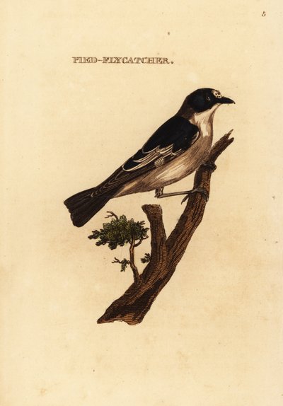 Eurooppalainen kärpässieppo, Ficedula hypoleuca tekijältä Edward Donovan