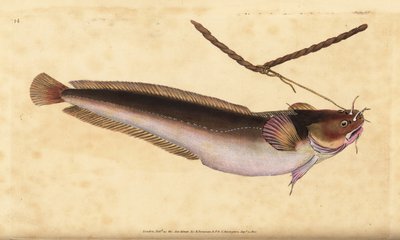 Viisipartainen keinu, Ciliata mustela (Viipartainen turska, Gadus mustela). Käsinvärinen kuparilevy, jonka on piirtänyt ja kaivertanut Edward Donovan teoksestaan Natural History of British Fishes, Donovan and F.C. ja J. Rivington, Lontoo tekijältä Edward Donovan