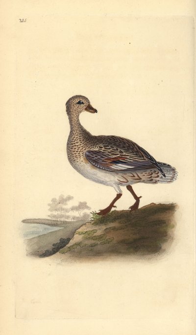 Gadwall (naaras), Anas strepera. Käsinvärinen kuparilevy, jonka on piirtänyt ja kaivertanut Edward Donovan omasta "British Birds -luonnonhistoriastaan", Lontoossa tekijältä Edward Donovan