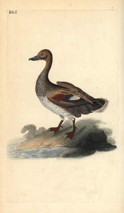 Gadwall (uros), Anas strepera. Käsinvärinen kuparilevy, jonka on piirtänyt ja kaivertanut Edward Donovan omasta "British Birds -luonnonhistoriastaan", Lontoossa tekijältä Edward Donovan