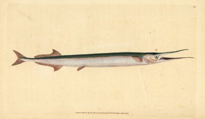 Nokkakala tai merineula, Belone belone (merihauki tai nokkakala, Esox belone). Käsinvärinen kuparilevy, jonka on piirtänyt ja kaivertanut Edward Donovan teoksestaan Natural History of British Fishes, Donovan and F.C. ja J. Rivington, Lontoo tekijältä Edward Donovan