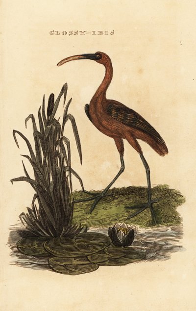 Kiiltävä pöllö, kiiltävä falcinellus tekijältä Edward Donovan