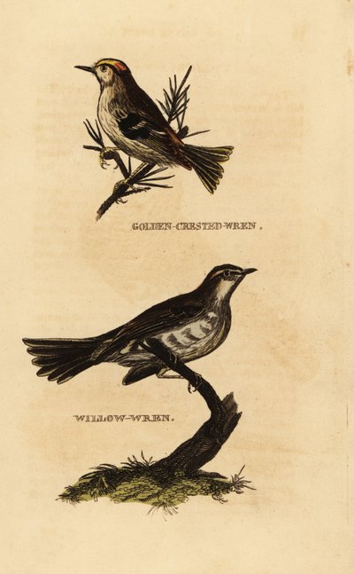 Kultaharkko, Regulus regulus ja pajuviira, Phylloscopus trochilus tekijältä Edward Donovan