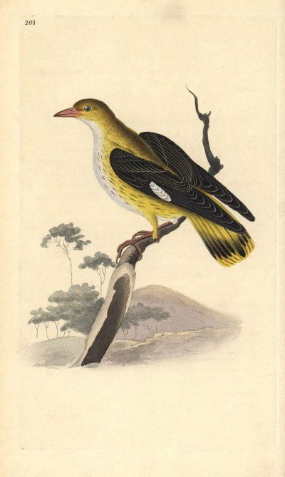 Kultainen orioli (naaras), Oriolus oriolus. Käsinvärinen kuparilevy, jonka on piirtänyt ja kaivertanut Edward Donovan omasta "British Birds -luonnonhistoriastaan", Lontoossa tekijältä Edward Donovan