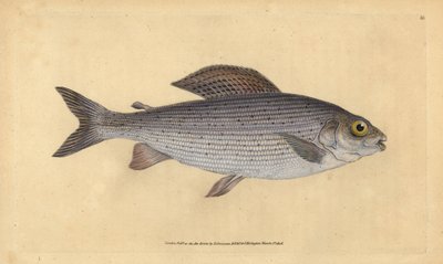 Harjus, Thymallus thymallus (Salmo thymallus). Edward Donovanin käsin piirtämä ja kaiverrettu kuparilevy teoksesta Natural History of British Fishes, Donovan and F.C. and J. Rivington, Lontoo. tekijältä Edward Donovan