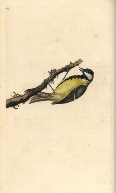 Talitiainen, Parus Major. Käsinvärinen kuparilevy, jonka on piirtänyt ja kaivertanut Edward Donovan omasta "British Birds -luonnonhistoriastaan", Lontoossa tekijältä Edward Donovan
