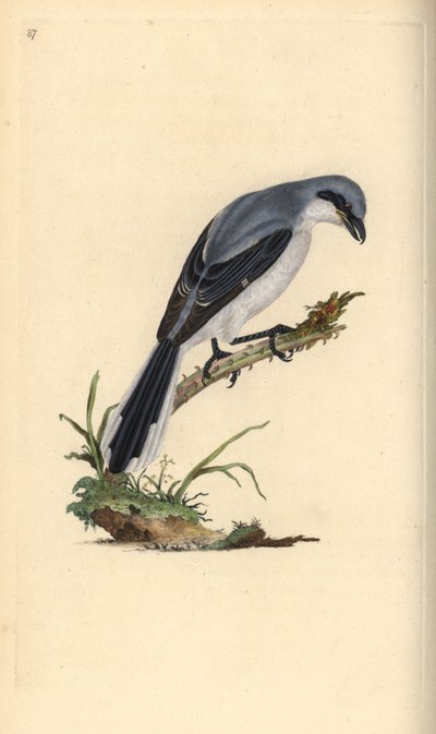 Suuri harmaakärpäs, Laniuksen esittelijä. Käsinvärinen kuparilevy, jonka on piirtänyt ja kaivertanut Edward Donovan omasta "British Birds -luonnonhistoriastaan", Lontoossa tekijältä Edward Donovan