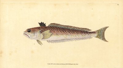 Suurvikko, Trachinus draco (Suurempi kutoja tai pistessonni, Trachinus major). Käsinvärinen kuparilevy, jonka on piirtänyt ja kaivertanut Edward Donovan teoksestaan Natural History of British Fishes, Donovan and F.C. ja J. Rivington, Lontoo tekijältä Edward Donovan