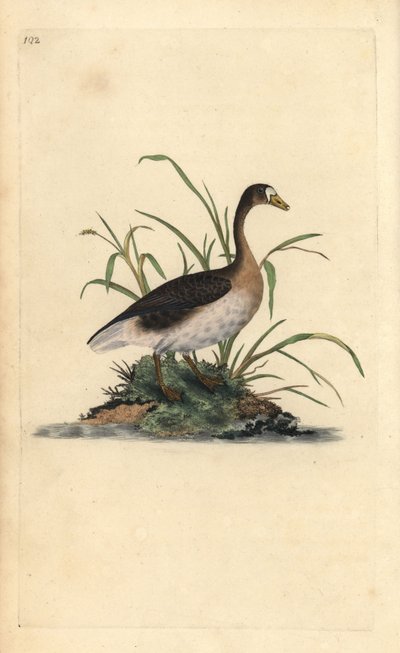 Suurhanhi, Anser albifrons. Käsinvärinen kuparilevy, jonka on piirtänyt ja kaivertanut Edward Donovan omasta "British Birds -luonnonhistoriastaan", Lontoossa tekijältä Edward Donovan