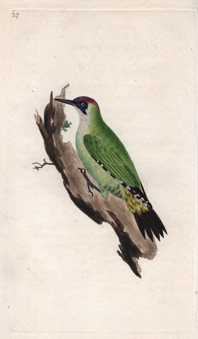 Vihreä tikka. Picus viridis. Edward Donovanin (1768-1837) kuparikaiverrus, julkaistu Natural History of British Birdsissa, Lontoossa tekijältä Edward Donovan