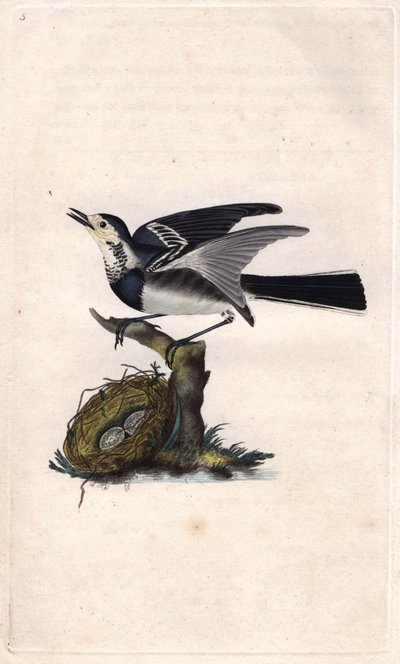 Harmaa Vääräkäs. Motacilla alba. Edward Donovanin (1768-1837) kuparikaiverrus, julkaistu Natural History of British Birdsissä, Lontoossa tekijältä Edward Donovan