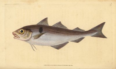 Kolja, Melanogrammus aeglefinus (Gadus aeglefinus). Haavoittuvainen. Käsinvärinen kuparilevy, jonka on piirtänyt ja kaivertanut Edward Donovan teoksestaan Natural History of British Fishes, Donovan and F.C. ja J. Rivington, Lontoo tekijältä Edward Donovan