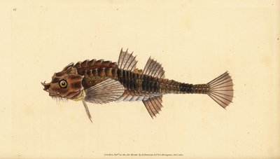 Koukkunokka, Agonus cataphractus (Pogge tai aseistettu härkäpää, Cottus cataphractus). Edward Donovanin käsin piirtämä ja kaiverrettu kuparilevy teoksesta Natural History of British Fishes, Donovan and F.C. and J. Rivington, Lontoo. tekijältä Edward Donovan