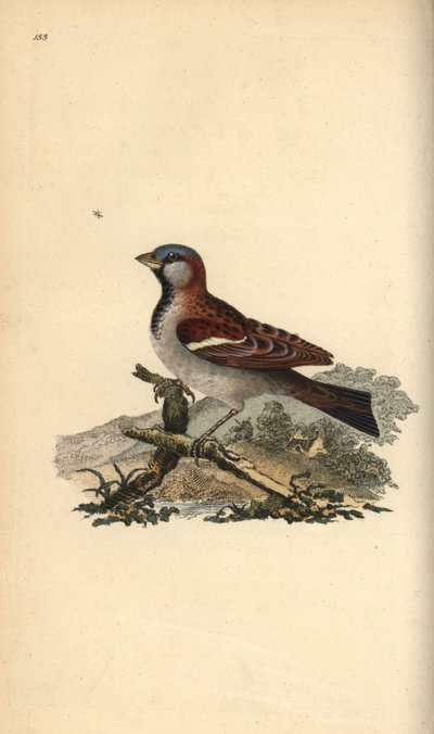 Varpunen, Pour domesticus. Käsinvärinen kuparilevy, jonka on piirtänyt ja kaivertanut Edward Donovan omasta "British Birds -luonnonhistoriastaan", Lontoossa tekijältä Edward Donovan