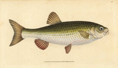 Ide, Leuciscus idus (Chub, Cyprinus jeses). Käsinvärinen kuparilevy, jonka on piirtänyt ja kaivertanut Edward Donovan teoksestaan Natural History of British Fishes, Donovan and F.C. ja J. Rivington, Lontoo tekijältä Edward Donovan