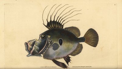 John Dory tai Doree, Zeus faber. Edward Donovanin käsin piirtämä ja kaiverrettu kuparilevy teoksesta Natural History of British Fishes, Donovan and F.C. and J. Rivington, Lontoo. tekijältä Edward Donovan