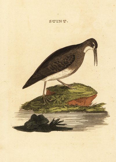 Vähiten hiekkapiippu, Calidris minutilla tekijältä Edward Donovan