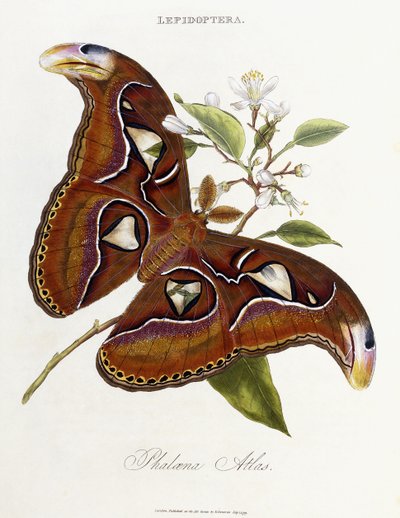 Lepidoptera: Phaloena Atlas, 1798-1799 tekijältä Edward Donovan