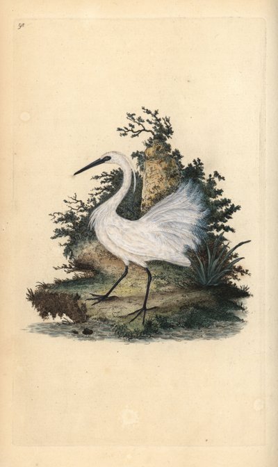 Pikkuhaikara, Egreta garzetta. Käsinvärinen kuparilevy, jonka on piirtänyt ja kaivertanut Edward Donovan omasta "British Birds -luonnonhistoriastaan", Lontoossa tekijältä Edward Donovan