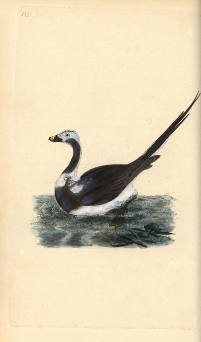 Pitkähäntäankka, Clangula hyemalis. Haavoittuvainen. Käsinvärinen kuparilevy, jonka on piirtänyt ja kaivertanut Edward Donovan omasta "British Birds -luonnonhistoriastaan", Lontoossa tekijältä Edward Donovan