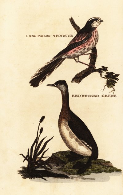 Pitkähäntätiainen tai pitkähäntätiainen, Aegithalos caudatus ja punakaulutiainen, Podiceps grisegena tekijältä Edward Donovan