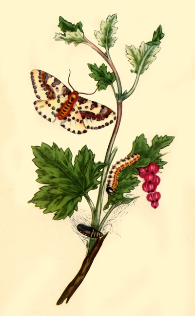 "Maggin rantavirtakoi: Flanae grossularizata", 1813, 1945. tekijältä Edward Donovan