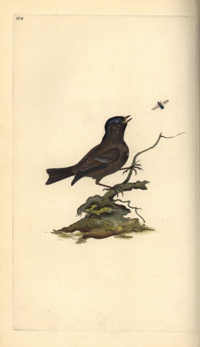Suotiainen, Poecile Palustris. Käsinvärinen kuparilevy, jonka on piirtänyt ja kaivertanut Edward Donovan omasta "British Birds -luonnonhistoriastaan", Lontoossa tekijältä Edward Donovan
