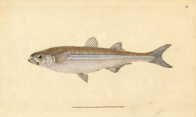 Välimeren hiekkakuore tai eurooppalainen ateriini, Atherina hepsetus. Käsinvärinen kuparilevy, jonka on piirtänyt ja kaivertanut Edward Donovan teoksestaan Natural History of British Fishes, Donovan and F.C. ja J. Rivington, Lontoo tekijältä Edward Donovan