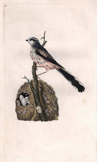 Mesangella on pitkä häntä. Aegithalos caudatus (Parus caudatus). Edward Donovanin (1768-1837) kuparikaiverrus, julkaistu Lontoon Histoire naturelle des oiseaux britanniques -lehdessä tekijältä Edward Donovan
