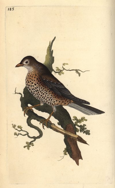Mistristasta, Turdus viscivorus. Käsinvärinen kuparilevy, jonka on piirtänyt ja kaivertanut Edward Donovan omasta "British Birds -luonnonhistoriastaan", Lontoossa tekijältä Edward Donovan
