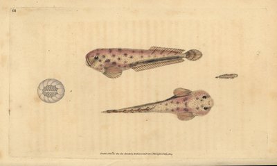 Montaguan merietana, Liparis montagui (pienimurska, Cyclopterus montagui). Käsinvärinen kuparilevy, jonka on piirtänyt ja kaivertanut Edward Donovan teoksestaan Natural History of British Fishes, Donovan and F.C. ja J. Rivington, Lontoo tekijältä Edward Donovan