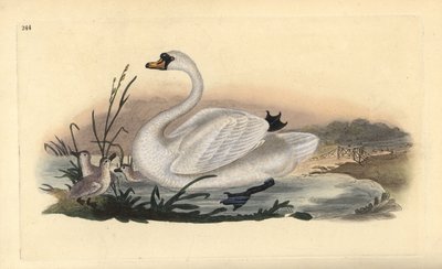 Kyhmyjoutsen, Cygnus olor, poikasten kanssa. Käsinvärinen kuparilevy, jonka on piirtänyt ja kaivertanut Edward Donovan omasta "British Birds -luonnonhistoriastaan", Lontoossa tekijältä Edward Donovan
