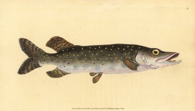 Pohjoinen hauki, Esox lucius. Käsinvärinen kuparilevy, jonka on piirtänyt ja kaivertanut Edward Donovan teoksestaan Natural History of British Fishes, Donovan and F.C. ja J. Rivington, Lontoo tekijältä Edward Donovan