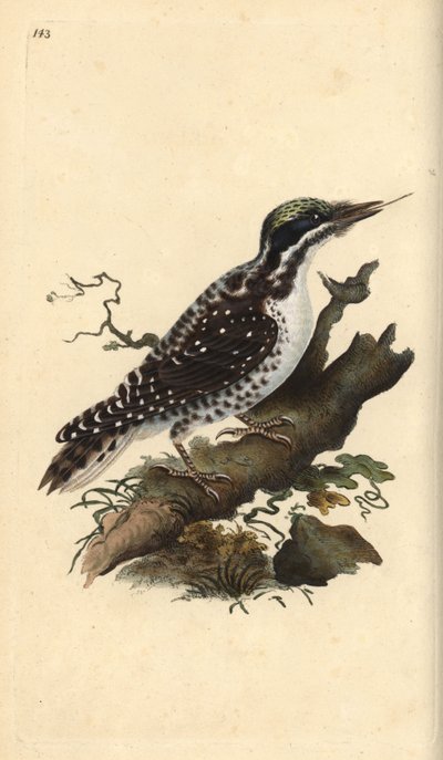 Pohjoinen kolmivarvas tikka. Picoides tridactylus. Käsinvärinen kuparilevy, jonka on piirtänyt ja kaivertanut Edward Donovan omasta "British Birds -luonnonhistoriastaan", Lontoossa tekijältä Edward Donovan