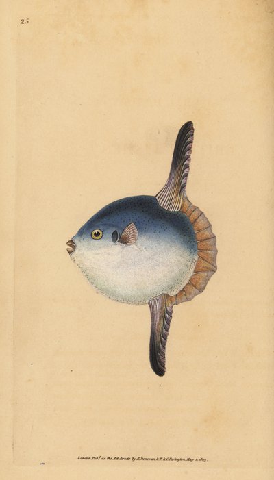 Valtameren aurinkokala, Mola mola. Haavoittuvainen. (Aurinkokala, Tetrodon mola). Käsinvärinen kuparilevy, jonka on piirtänyt ja kaivertanut Edward Donovan teoksestaan Natural History of British Fishes, Donovan and F.C. ja J. Rivington, Lontoo tekijältä Edward Donovan