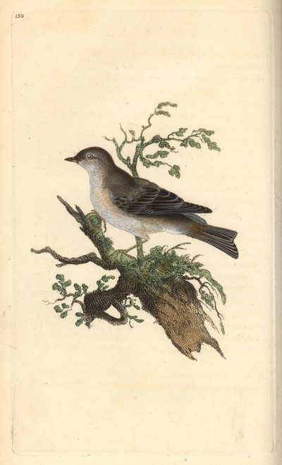 Orpokota, Sylvia hydrtensis tai isompi sipuli. Käsinvärinen kuparilevy, jonka on piirtänyt ja kaivertanut Edward Donovan omasta "British Birds -luonnonhistoriastaan", Lontoossa tekijältä Edward Donovan