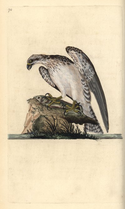 Kalasääski, Pandion haliaetus, seisoo pyydetyn kalan päällä. Käsinvärinen kuparilevy, jonka on piirtänyt ja kaivertanut Edward Donovan omasta "British Birds -luonnonhistoriastaan", Lontoossa tekijältä Edward Donovan