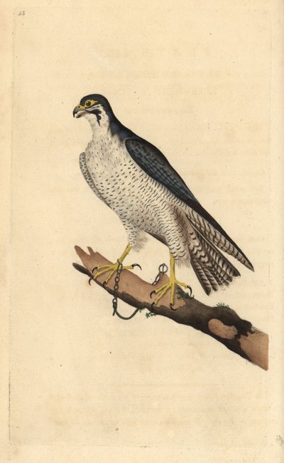 Muuttohaukka, Falco peregrinus, oksaan ketjutettuna. Käsinvärinen kuparilevy, jonka on piirtänyt ja kaivertanut Edward Donovan omasta "British Birds -luonnonhistoriastaan", Lontoossa tekijältä Edward Donovan