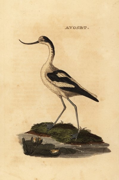 Pied avocet, Recurvirostra avocetta tekijältä Edward Donovan