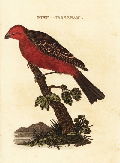 Pinicola enucleator tekijältä Edward Donovan